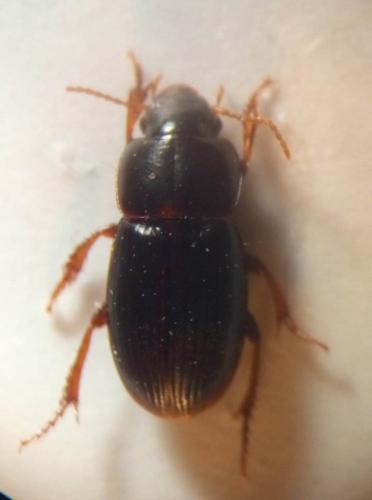 Réf. 325 050 : Harpalus pumilus